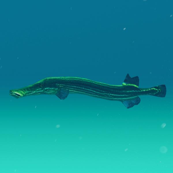 Trumpetfish - دانلود مدل سه بعدی ماهی شیپوری - آبجکت سه بعدی ماهی شیپوری - دانلود مدل سه بعدی fbx - دانلود مدل سه بعدی obj -Trumpetfish 3d model - Trumpetfish object - download Trumpetfish 3d model - fish - مارماهی - دریا - آکواریوم
